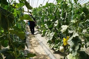 桑植吃瓜视频大全最新,趣味横生的乡村生活瞬间 桑植吃瓜视频大全最新,趣味横生的乡村生活瞬间