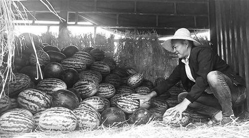 临漳吃瓜群众事件视频,一场网络舆论的风暴与反思 临漳吃瓜群众事件视频,一场网络舆论的风暴与反思