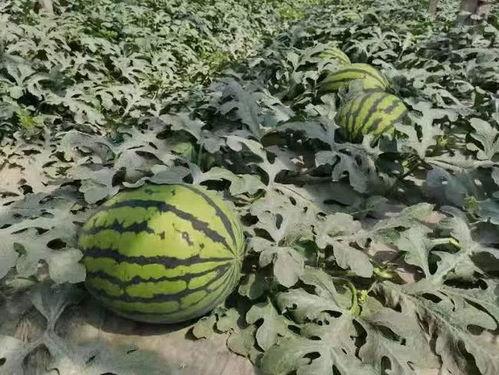 寿光东城吃瓜事件原视频,一场引发热议的街头冲突