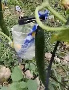 康县吃瓜事件真相视频,揭秘真相背后的惊人内幕