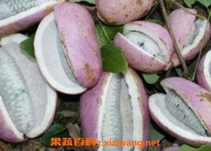 小宝吃八月瓜好吗视频教程,小宝教你轻松品尝八月瓜美味教程